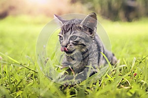 cute cat playing on green grass