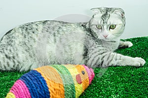 Cute cat playing with Mouse colorful toy for cats pets/Cat toys