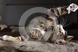 Cute cat playing
