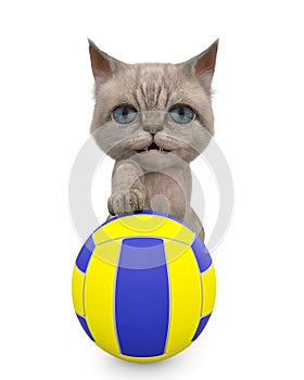 Cute cat is playing volleyball