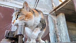 Cute cat playing with a wheel from workshop, in the style of industrial decay