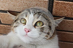 A cute cat portrait with begging eyes