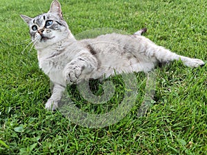 Cute cat portrait - gray cat with blue eyes on the grass