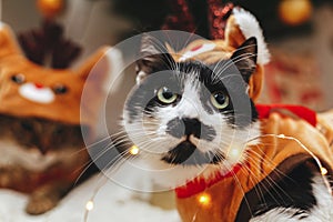 Cute cat portrait in reindeer costume at christmas lights. Two cats dressed in festive clothes