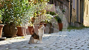 Cute Cat Poses for Camera in Medieval Cobblestone Street, Rothenburg, Germany