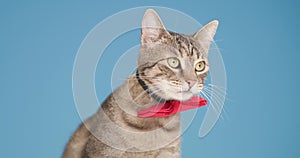 Cute cat is posing in studio