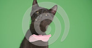 Cute cat is posing in studio