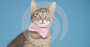 Cute cat is posing in studio