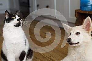 Cute cat and puppy sitting on floor with funny adorable look. Playful black and white cat and fluffy white puppy playing together