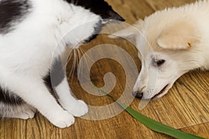 Cute cat and puppy sitting on floor with funny adorable look. Playful black and white cat and fluffy white puppy playing together