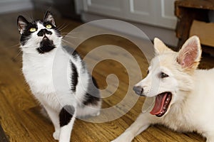 Cute cat and puppy sitting on floor with funny adorable look. Playful black and white cat and fluffy white puppy playing together