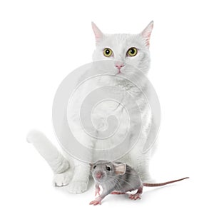 Cute cat and rat on white background. Lovely pets