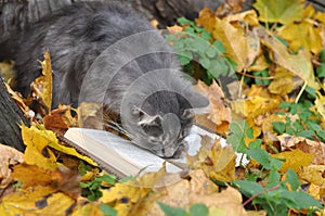 Cute cat reading book