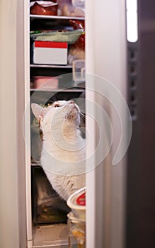 Cute cat in the refrigerator