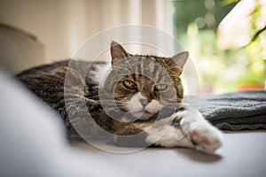 Cute cat relaxing on couch