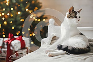 Cute cat relaxing on cozy bed on background of christmas tree with golden lights. Pet and winter holidays. Adorable funny kitty