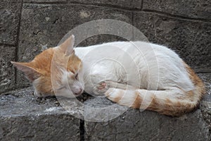 Cute cat relaxing on a sidewalk in the Old Town of Kotor, Montenegro. The cat Felis catus, domestic cat or house cat is