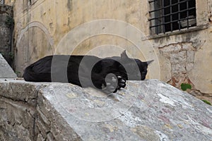 Cute cat relaxing on a sidewalk in the Old Town of Kotor, Montenegro. The cat Felis catus, domestic house cat is