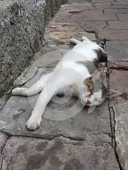 Cute cat relaxing on a sidewalk in Old Town of Kotor, Montenegro. The cat Felis catus, domestic house cat is