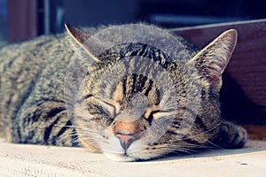 Cute cat resting