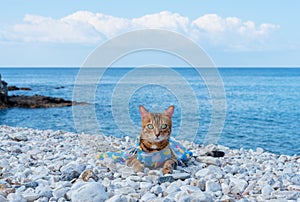 A cute cat is resting on the beach in Kargicak, Turkey