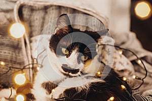 Cute cat resting in christmas festive lights bokeh on grey blanket at home. Cozy moody winter evening. Holidays and pets. Funny