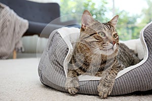 Cute cat resting on pet bed