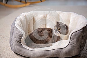 Cute cat resting on pet bed