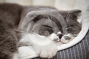 Cute cat resting on pet bed