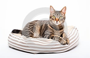Cute cat resting on pet bed on white background