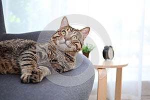 Cute cat resting on sofa
