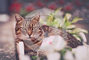 Cute cat resting under sunshine