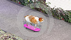 Cute cat ride pink skateboard. Stock video.