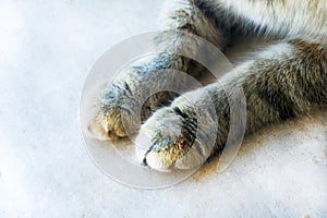 Cute cat`s paws on a wooden white half-tabby cat