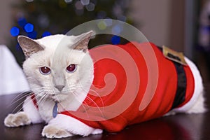 Cute Cat In Santa's Costume
