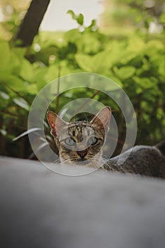 Cute cat with scared expression