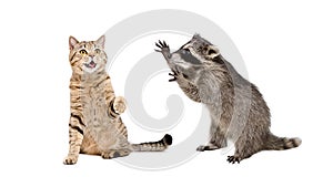 Cute cat Scottish Straight and  funny  raccoon playing together photo