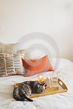 Cute cat of the Scottish straight and Linen pillows on a white bed with home decor.