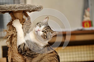 Cute Cat Scratching a Post