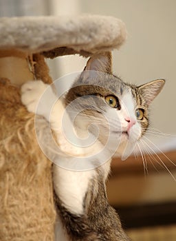 Cute Cat Scratching a Post