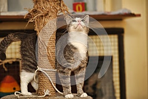 Cute Cat Scratching a Post