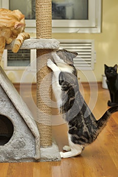 Cute Cat Scratching a Post