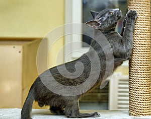 Cute Cat Scratching a Post