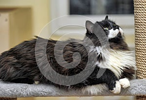 Cute Cat Scratching a Post