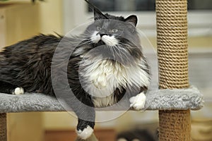 Cute Cat Scratching a Post