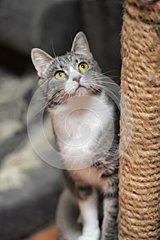 Cute Cat Scratching a Post