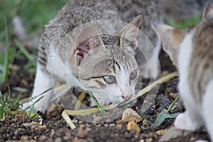 Cute cat sees another cat,the cat is ready to hunt and looks in hiding, it has white stripes