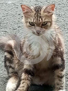 cute cat with sharp eyes