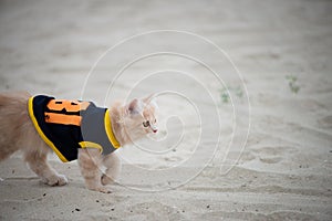 Cute cat with shirt walking on the sand