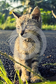 Cute cat sit down in the road